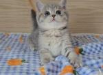 Sammy - British Shorthair Kitten For Sale - Chino&comma; CA&comma; US
