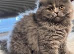 Comet - Scottish Fold Kitten For Sale - Boca Raton&comma; FL&comma; US
