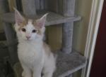 Tommy Boy - Maine Coon Kitten For Sale - Pearland&comma; TX&comma; US