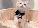 Toto - British Shorthair Kitten For Sale - Queens&comma; NY&comma; US