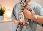 Bengal Fashion kitten - Bengal Kitten For Sale - 