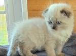 Scottish Fold and Scottish Straight Color Point ki - Scottish Fold Kitten For Sale - Blyn&comma; WA&comma; US