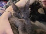 Lil Boy Blue - Maine Coon Kitten For Sale - Pearland&comma; TX&comma; US