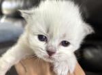 LIBRA - Siberian Kitten For Sale - 