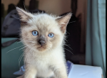 Blanket - Siamese Kitten For Sale - MA&comma; US