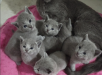 Russian Blue Kittens Litter 3 - Russian Blue Kitten For Sale - Dumfries&comma; VA&comma; US