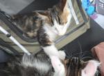 Spot - Maine Coon Kitten For Sale - Pearland&comma; TX&comma; US