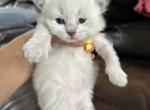 LEO - Siberian Kitten For Sale - 
