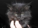 Void Maine Coon Dollface Persian Hybrid - Maine Coon Kitten For Sale - 