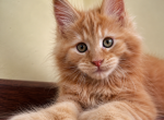 Boy V43 - Maine Coon Kitten For Sale - Virginia Bch&comma; VA&comma; US