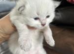 LUCKY - Siberian Kitten For Sale - 
