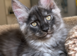 Boy V48 - Maine Coon Kitten For Sale - Virginia Bch&comma; VA&comma; US