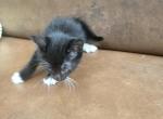 Kitty2 - Domestic Kitten For Sale - Waldorf&comma; MD&comma; US