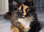 Girl V50 - Maine Coon Kitten For Sale - Virginia Bch&comma; VA&comma; US