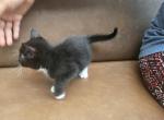 Kitty 3 - Domestic Kitten For Sale - 