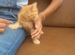 Kitty 5 - Domestic Kitten For Sale - Waldorf&comma; MD&comma; US