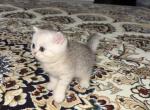 Scottish Straight Boy - Scottish Straight Kitten For Sale - 