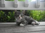 Noah - Domestic Kitten For Sale - Marshall&comma; VA&comma; US