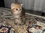 British Shorthair male kitten - British Shorthair Kitten For Sale - Maineville&comma; OH&comma; US