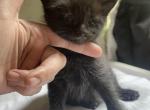 Salem - Domestic Kitten For Sale