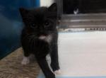 Tux - Domestic Kitten For Sale - Bronx&comma; NY&comma; US