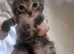 Ashes - Domestic Kitten For Sale - Bronx&comma; NY&comma; US