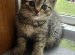 Scottish Fold Kittens - Scottish Fold Kitten For Sale - Copperas Cove&comma; TX&comma; US