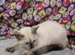 Polydactyl Female - Siamese Kitten For Sale - W Lafayette&comma; OH&comma; US