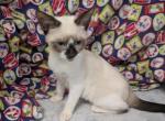 Masked Bandit Boy - Siamese Kitten For Sale - W Lafayette&comma; OH&comma; US