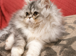 Cookie's babies - Persian Kitten For Sale - 