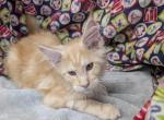 Red Silver - Maine Coon Kitten For Sale