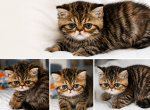 Exotic litter - Exotic Kitten For Sale - Muscle Shoals&comma; AL&comma; US