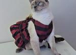 Tokyo - Siamese Kitten For Sale - Liberty&comma; MO&comma; US