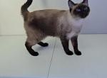 Lyla Lou - Siamese Cat For Sale/Retired Breeding - Liberty&comma; MO&comma; US