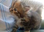 Titania - Siberian Kitten For Sale - Woodburn&comma; OR&comma; US