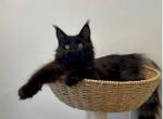 Lucifer - Maine Coon Kitten For Sale - Los Angeles&comma; CA&comma; US