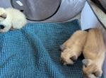 Thai kittens Ready Now - Siamese Kitten For Sale - 