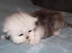CFA Shaded Silver Female Persian - Persian Kitten For Sale - Stanton&comma; MO&comma; US