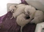 Siamese Kittens Ready July 7th - Siamese Kitten For Sale - Liberty&comma; MO&comma; US