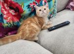 Pearch blossom selkirk straight - Selkirk Rex Kitten For Sale - Simpsonville&comma; SC&comma; US