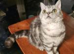 Selkirk rex female - Selkirk Rex Cat For Sale - Simpsonville&comma; SC&comma; US