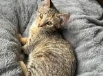 American bobtail - American Bobtail Kitten For Sale - Philadelphia&comma; PA&comma; US