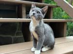 American Bobtail girl - American Bobtail Kitten For Sale - Philadelphia&comma; PA&comma; US