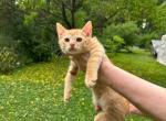 Red boy American bobtail - American Bobtail Kitten For Sale - Philadelphia&comma; PA&comma; US