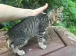 Bobtail girl - American Bobtail Kitten For Sale - King Of Prussia&comma; PA&comma; US
