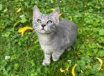 Bobtail girl fluffy kittens - American Bobtail Kitten For Sale - Joppatown&comma; MD&comma; US