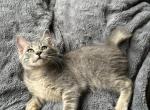 Bobtail girl fluffy kittens - American Bobtail Kitten For Sale - Philadelphia&comma; PA&comma; US