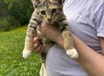 Bobtail purebred - American Bobtail Kitten For Sale - Philadelphia&comma; PA&comma; US