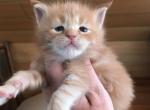 Luna - Maine Coon Kitten For Sale - Las Vegas&comma; NV&comma; US