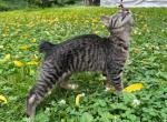 Bob tail American bobtail girl - American Bobtail Kitten For Sale - Philadelphia&comma; PA&comma; US